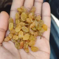 کشمش بیدانه آفتابی پلوئی|خوردنی و آشامیدنی|تاکستان, |دیوار