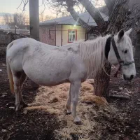 اسب مادیان نژاد کُرد