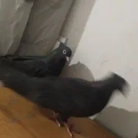 زاغ ابادانی|پرنده|گنبد کاووس, |دیوار