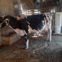 یک راس گاو ماده