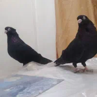 کبوتر صرب اصل