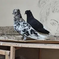 نرماده دمپاک|پرنده|شوشتر, |دیوار