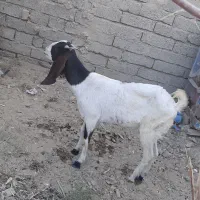 سلام. فروش یک عدد بز ماده|حیوانات مزرعه|هیرمند, |دیوار