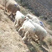 میش وا بره.متن رابخون