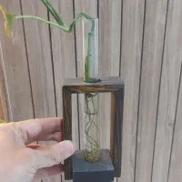 گلدان شیشه|گل و گیاه طبیعی|مشهد, چهارچشمه|دیوار