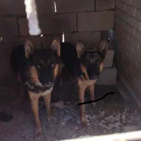 سگ ژرمن