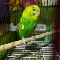 مرغ عشق واگذاری|پرنده|رشت, حمیدیان|دیوار