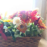 کود.  کبوتر. خشک. خشک  بدون. پر