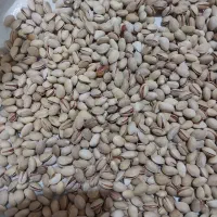 پسته بذری اردکان