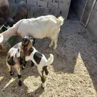 بز دورگ دوقلودار|حیوانات مزرعه|طبس, |دیوار