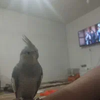 سهره و قناری فروش معاوضه|پرنده|اردبیل, |دیوار