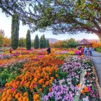 تور قطار شیرگاه تهران و کرج