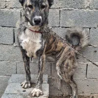 سگ نگهبان افغان