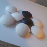 قفسه و تجهیرات برا بوتیک مردانه|فروشگاه و مغازه|تبریز, |دیوار