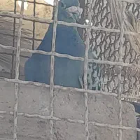 کفتر سبز