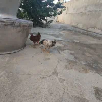 جوجه