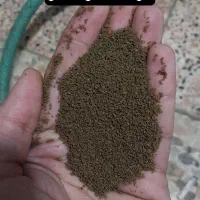 غذا و دارو و ویتامین عمده برای ماهیان|ماهی|کرمانشاه, |دیوار