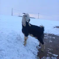 فروش یک راس بز جوان یک ساله جنس دوقلو زا