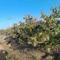 سه هکتار باغ پسته نوساله ملکی