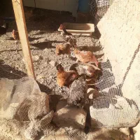 مرغ و خروس فروشی