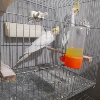 یک جفت عروس مولد