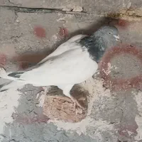 کبوتر|پرنده|ایلخچی, |دیوار