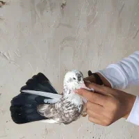 قریب گرفتم 3روز پیش ماله هر کی هست بیاد ببره