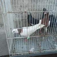 صید|پرنده|مشهد, کوی المهدی|دیوار