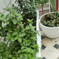 دعوت به همکاری مشاور پایه یازدهم و تعدادی پشتیبان