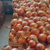 پیاز فلات صاف وتمیز