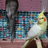 فروش یک‌جفت عروس هلندی مولد