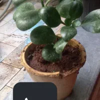 گلهای طبیعی