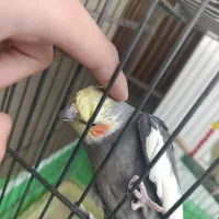 عروس هلندی کوتوله برژیلی