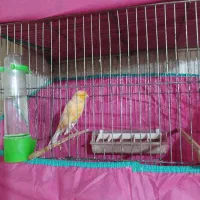 قناری سوپر نر و ماده‌