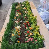 خدمات باغبانی در سراسر تهران گل باغچه و آپارتمانی|خدمات باغبانی و درختکاری|تهران, سیدخندان|دیوار
