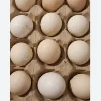 تخم مرغ گلین نطفه دار