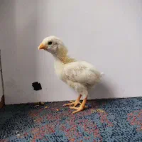 جوجه لاری