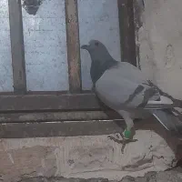 کفترشهرستان...کاشمر|پرنده|کاشمر, |دیوار