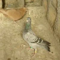 کبوتر زرد کاکل و سبز المانی فنچ