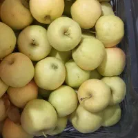 سیب درختی|حراج|مسجد سلیمان, |دیوار