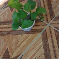 چهار نمونه‌های گل با هم 120|گل و گیاه طبیعی|ایذه, |دیوار