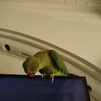 طوطی ملنگو با قفس|پرنده|محمدشهر, محمدشهر|دیوار