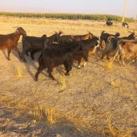 ۱۷راس بز کهر دار درشت|حیوانات مزرعه|مرودشت, ثبت احوال|دیوار