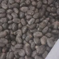 بید انجیر یا کرچک  پاک کرده