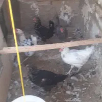 مرغ گلین پنگوئنی و طوسی