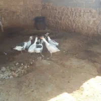 غاز|حیوانات مزرعه|سرپل ذهاب, |دیوار