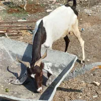 بز تالی پاکستانی آبستن وچپشت پاکستانی رودان|حیوانات مزرعه|بندرعباس, |دیوار