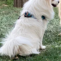 سگ پامر اشپیتز سفید نباتی