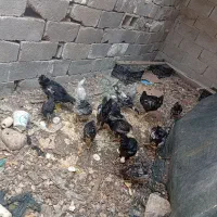فروش مرغ وخروس