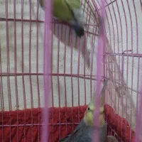 عروس هلندی مرغ عشق|پرنده|شراء, |دیوار